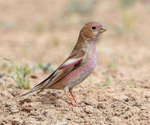 Монгол алтанжигүүр